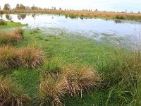 NL, Drenthe, Emmen, Bargerveen 154, Saxifraga-Hans Boll