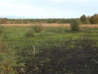 NL, Drenthe, Emmen, Bargerveen 163, Saxifraga-Hans Boll