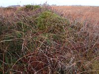 NL, Drenthe, Emmen, Bargerveen 169, Saxifraga-Hans Boll