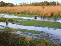 NL, Drenthe, Emmen, Bargerveen 172, Saxifraga-Hans Boll