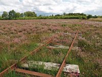 NL, Drenthe, Emmen, Bargerveen 18, Saxifraga-Hans Dekker