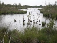 Bargerveen  Plassen in Bargerveen  Scherpte verkeerd : Bargerveen nature reserve, Bourtanger Moor-Bargerveen International Nature Park