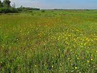 NL, Drenthe, Emmen, Bargerveen 2, Saxifraga-Hans Dekker