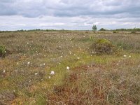 NL, Drenthe, Emmen, Bargerveen 24, Saxifraga-Hans Dekker