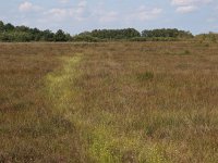 NL, Drenthe, Emmen, Bargerveen 25, Saxifraga-Hans Dekker