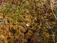 NL, Drenthe, Emmen, Bargerveen 26, Saxifraga-Hans Dekker