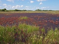 NL, Drenthe, Emmen, Bargerveen 30, Saxifraga-Hans Dekker