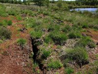 NL, Drenthe, Emmen, Bargerveen 40, Saxifraga-Hans Boll