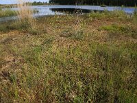 NL, Drenthe, Emmen, Bargerveen 43, Saxifraga-Hans Boll