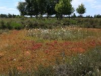 NL, Drenthe, Emmen, Bargerveen 51, Saxifraga-Hans Boll