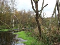 NL, Drenthe, Emmen, Bargerveen 56, Saxifraga-Hans Boll