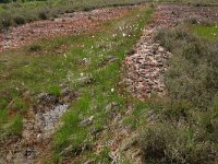 NL, Drenthe, Emmen, Bargerveen 57, Saxifraga-Hans Boll