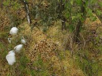 NL, Drenthe, Emmen, Bargerveen 64, Saxifraga-Hans Boll