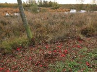 NL, Drenthe, Emmen, Bargerveen 66, Saxifraga-Hans Boll