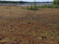 NL, Drenthe, Emmen, Bargerveen 70, Saxifraga-Hans Boll