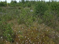 NL, Drenthe, Emmen, Bargerveen 73, Saxifraga-Hans Boll