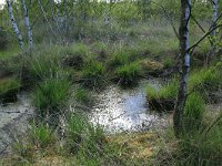 NL, Drenthe, Emmen, Bargerveen 79, Saxifraga-Hans Boll