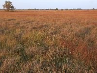 NL, Drenthe, Emmen, Bargerveen 81, Saxifraga-Hans Boll