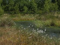 NL, Drenthe, Emmen, Bargerveen 83, Saxifraga-Hans Boll