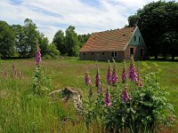 NL, Drenthe, Emmen, Bargerveen 9, Saxifraga-Hans Dekker