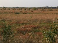 NL, Drenthe, Emmen, Bargerveen 90, Saxifraga-Hans Boll