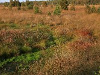 NL, Drenthe, Emmen, Bargerveen 91, Saxifraga-Hans Boll