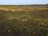 NL, Drenthe, Emmen, Bargerveen 95, Saxifraga-Hans Boll