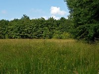 NL, Drenthe, Emmen, Kraterbosje 't Haantje 1, Saxifraga-Hans Dekker