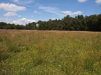 NL, Drenthe, Emmen, Oostersebos 1, Saxifraga-Hans Dekker