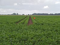 NL, Drenthe, Emmen, Schimmeres 1, Saxifraga-Hans Dekker