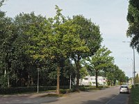 NL, Drenthe, Hoogeveen 14, Saxifraga-Hans Dekker