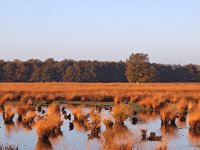 NL, Drenthe, Hoogeveen, Boerveense Plassen 1, Saxifraga-Hans Dekker