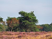 NL, Drenthe, Hoogeveen, Nuilerveld 9, Saxifraga-Hans Dekker