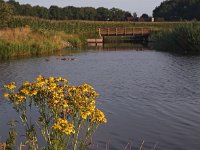 NL, Drenthe, Hoogeveen, Oude Diep 5, Saxifraga-Hans Dekker