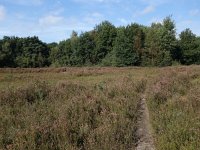 NL, Drenthe, Hoogeveen, Pesse 2, Saxifraga-Hans Dekker