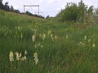 NL, Drenthe, Hoogeveen, Pesse 4, Saxifraga-Hans Dekker