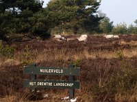 NL, Drenthe, Hoogeveen, Pesse, Nuilerveld 1, Saxifraga-Hans Dekker