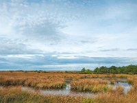 NL, Drenthe, Middden-Drenthe, Fochteloërveen 2, Saxifraga-Hans Dekker