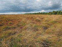 NL, Drenthe, Middden-Drenthe, Fochteloërveen 3, Saxifraga-Hans Dekker