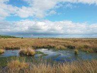 NL, Drenthe, Middden-Drenthe, Fochteloërveen 5, Saxifraga-Hans Dekker