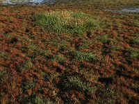 NL, Drenthe, Midden-Drenthe, Brunstingerplassen 21, Saxifraga-Hans Boll