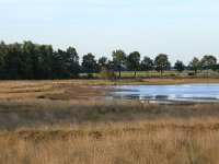 NL, Drenthe, Midden-Drenthe, Brunstingerplassen 26, Saxifraga-Hans Boll