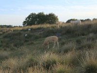 NL, Drenthe, Midden-Drenthe, Brunstingerplassen 27, Saxifraga-Hans Boll