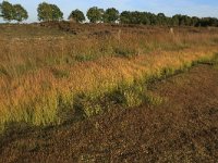 NL, Drenthe, Midden-Drenthe, Brunstingerplassen 32, Saxifraga-Hans Boll