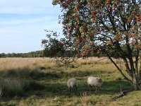 NL, Drenthe, Midden-Drenthe, Brunstingerplassen 4, Saxifraga-Hans Boll