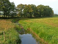 NL, Drenthe, Midden-Drenthe, Drijber 1, Saxifraga-Hans Dekker