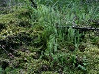 NL, Drenthe, Midden-Drenthe, Elper Noorderveld 4, Saxifraga-Hans Boll