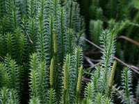 NL, Drenthe, Midden-Drenthe, Elper Noorderveld 6, Saxifraga-Hans Boll