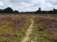 Footpath through heathland nature reserve Groote Zand, Hooghalen, Drenthe, Netherlands  Footpath through heathland nature reserve Groote Zand, Hooghalen, Drenthe, Netherlands : heathland, nature reserve, nature protection, heather, tree, trees, rural, rural landscape, rural scene, non-urban landscape, non-urban scene, land, summer, summertime, season, sky, cloud, clouds, clouded, outside, outdoor, outdoors, no people, nobody, Dutch, Holland, landscape, europe, european, Groote Zand, Drenthe, Hooghalen, Midden-Drenthe, path, footpath, track