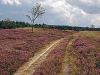 NL, Drenthe, Midden-Drenthe, Hijkerveld 10, Saxifraga-Hans Dekker